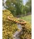 Bracelet en bois fossilisé 6mm taille homme